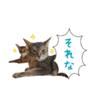 うちのアビねこたち（個別スタンプ：1）