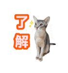 うちのアビねこたち（個別スタンプ：2）