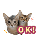 うちのアビねこたち（個別スタンプ：4）