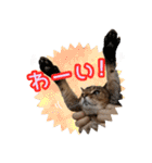 うちのアビねこたち（個別スタンプ：5）