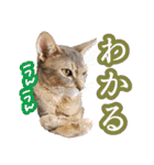 うちのアビねこたち（個別スタンプ：6）