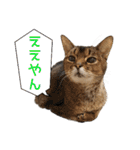 うちのアビねこたち（個別スタンプ：8）