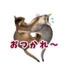 うちのアビねこたち（個別スタンプ：9）