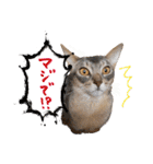 うちのアビねこたち（個別スタンプ：10）