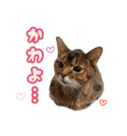 うちのアビねこたち（個別スタンプ：11）