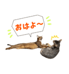 うちのアビねこたち（個別スタンプ：12）