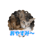 うちのアビねこたち（個別スタンプ：13）