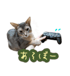 うちのアビねこたち（個別スタンプ：14）