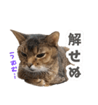 うちのアビねこたち（個別スタンプ：17）