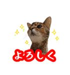 うちのアビねこたち（個別スタンプ：18）