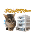 うちのアビねこたち（個別スタンプ：19）
