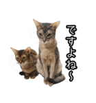 うちのアビねこたち（個別スタンプ：20）