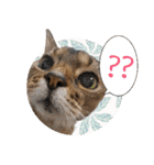 うちのアビねこたち（個別スタンプ：21）