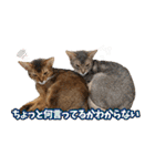 うちのアビねこたち（個別スタンプ：22）