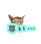 うちのアビねこたち（個別スタンプ：23）