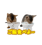 うちのアビねこたち（個別スタンプ：24）