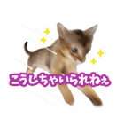 うちのアビねこたち（個別スタンプ：25）