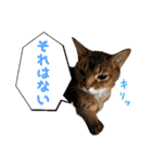 うちのアビねこたち（個別スタンプ：26）