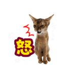 うちのアビねこたち（個別スタンプ：28）
