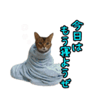 うちのアビねこたち（個別スタンプ：29）