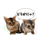 うちのアビねこたち（個別スタンプ：30）