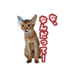 うちのアビねこたち（個別スタンプ：31）