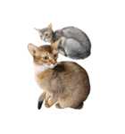 うちのアビねこたち（個別スタンプ：32）
