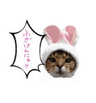 うちのアビねこたち（個別スタンプ：33）