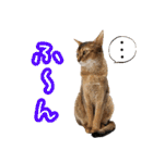 うちのアビねこたち（個別スタンプ：34）