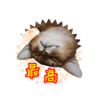 うちのアビねこたち（個別スタンプ：35）