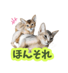 うちのアビねこたち（個別スタンプ：36）