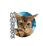 うちのアビねこたち（個別スタンプ：37）