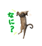うちのアビねこたち（個別スタンプ：38）