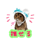 うちのアビねこたち（個別スタンプ：39）