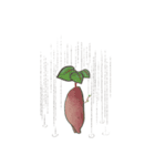 大根とさつまいもの生活（個別スタンプ：30）