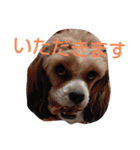 キャバシーズー・ノアのスタンプ5（個別スタンプ：3）