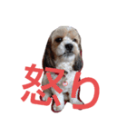 キャバシーズー・ノアのスタンプ5（個別スタンプ：4）