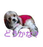 キャバシーズー・ノアのスタンプ5（個別スタンプ：7）