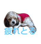 キャバシーズー・ノアのスタンプ5（個別スタンプ：9）