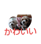 キャバシーズー・ノアのスタンプ5（個別スタンプ：11）