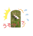 キャバシーズー・ノアのスタンプ5（個別スタンプ：22）