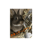 みんなの生き物生活（個別スタンプ：6）