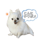 ポメチワふうた 2（個別スタンプ：1）