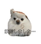 ポメチワふうた 2（個別スタンプ：5）