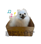 ポメチワふうた 2（個別スタンプ：6）