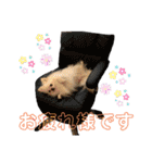 ポメチワふうた 2（個別スタンプ：8）