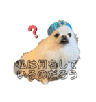 ポメチワふうた 2（個別スタンプ：39）