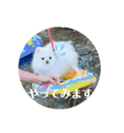 ポメチワふうた 2（個別スタンプ：40）