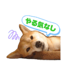 こうたくん3（個別スタンプ：8）