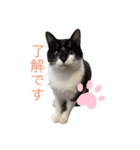 癒し猫パンダ（個別スタンプ：1）
